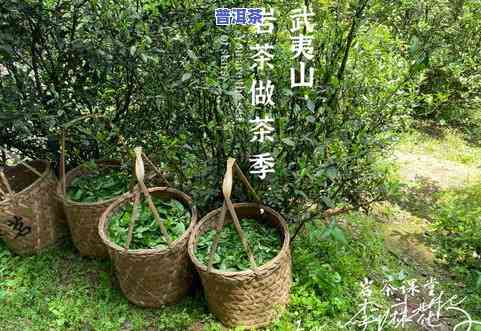 茶叶里面有茶多酚吗，探究茶叶中的茶多酚含量：你所不知道的事实