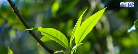 逸神普洱茶品质怎么样-逸神普洱熟茶茶价格表