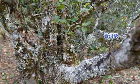 普洱茶古树一类二类哪个好-普洱茶古树一类二类哪个好喝