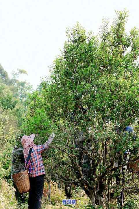 普洱茶古树一类二类哪个好-普洱茶古树一类二类哪个好喝