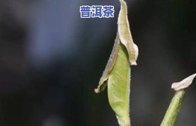 茶叶里面很多细毛毛是什么，茶叶中的细毛毛是什么？揭开其神秘面纱！