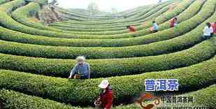 阳山普洱茶-阳山茶厂官网