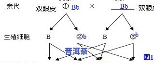 普洱茶的形成过程图解视频讲解，深入熟悉普洱茶：形成过程图解视频讲解