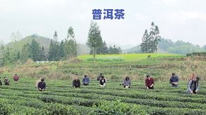 茶叶生产过程的介绍怎么写，探秘茶叶的生长历程：从采摘到饮用的过程解析