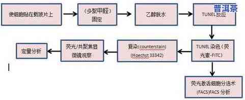 茶叶生产过程的介绍-茶叶生产过程的介绍英语