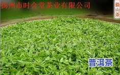 云南勐海老班章：357克七子饼茶价格与普洱茶介绍