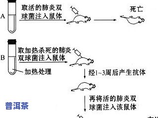 普洱茶锁喉原理图示讲解-普洱茶锁喉原理图示讲解图