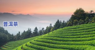 天溪普洱茶-天茶园普洱茶