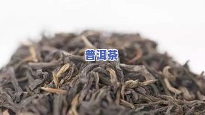 普洱生茶蟑螂骚味：被爬过后还能喝吗？