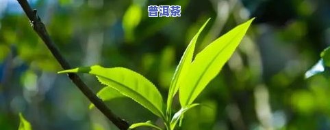 普洱茶低等-普洱茶低等级高等级哪个好