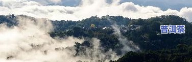 普洱茶霸气山，探索普洱茶的源流：揭秘‘普洱茶霸气山’的故事