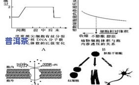 微生物与普洱茶关系探究：作用、作用及图示