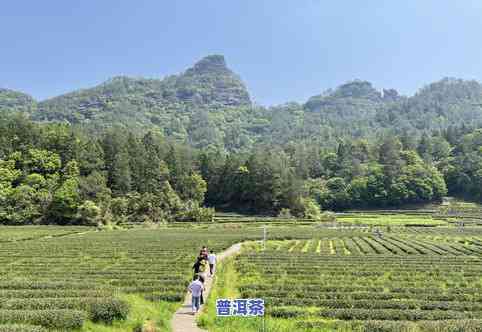 糯米香普洱和碎银子区别-糯米香普洱和碎银子区别大吗