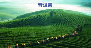 普洱茶十大山头：产地与全解析