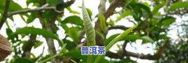 普洱茶和红茶怎么辨别好坏-普洱茶和红茶怎么辨别好坏呢