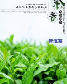 老班章价格表2008：历年对比与趋势分析