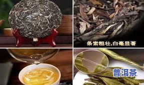 高香普洱茶制作过程步骤-高香普洱茶制作过程步骤