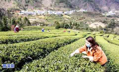 厦门批发茶叶的地方，寻找优质茶叶？来厦门茶叶场，一站式采购！