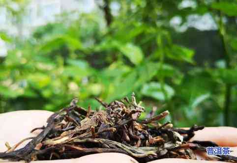 普洱茶怎样制作过程，揭秘普洱茶的制作过程：从采摘到品饮的全程解析