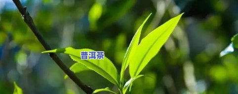 7562普洱茶熟茶多少钱？历年份价格大盘点！