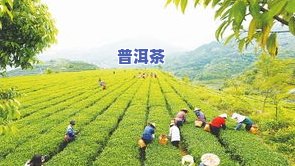 肯尼亚的茶叶好吗？探讨其品质与购买价值