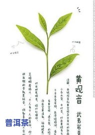 武夷105茶叶特点-武夷山茶叶105是什么品种