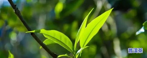 普洱茶茶青等级与价格划分全解析