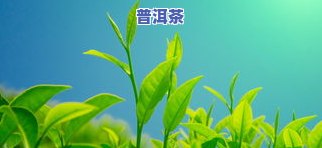 普洱茶适合多大的壶，怎样选择合适的壶泡普洱茶？