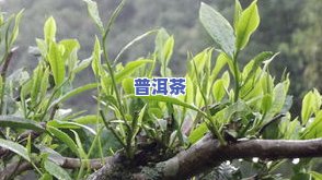 茶树茶叶的样子特点是什么？详解其形态与特征