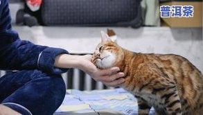 猫喝普洱茶有啥不好吗-猫喝普洱茶有啥不好吗为什么