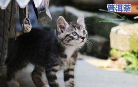 猫喝普洱茶有啥不好吗-猫喝普洱茶有啥不好吗为什么