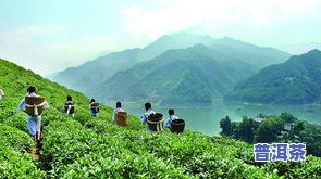 绵阳北川县茶叶基地，探访最美茶园：绵阳北川县茶叶基地