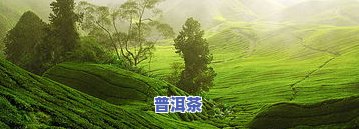 六山知味普洱茶价格多少-六山知味普洱茶价格多少钱