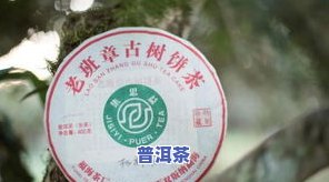 广雅普洱茶贴吧：最新消息与官网链接