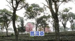 中华普洱茶博览苑位置查询：在哪里建设？