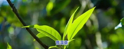 碎银子普洱茶：你不可不知的好处！