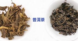 芦苇普洱茶-芦苇茶叶制作