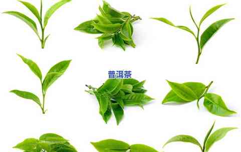 一克茶叶大概有多少片？叶子还是茶叶本身？求解！