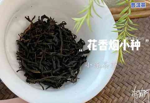 普洱茶茶魁是什么茶种啊，探秘茶叶世界：普洱茶中的茶魁是什么品种？