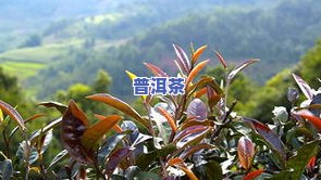 紫芽普洱茶特点-紫芽普洱茶特点是什么