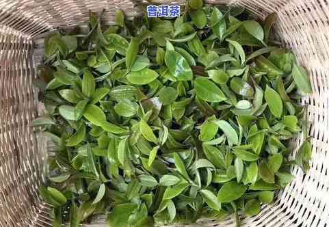 中茶黄色普洱茶是什么味道-中茶黄色普洱茶是什么味道的