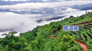 普洱著名的山头是什么，探寻普洱茶的魅力：揭秘著名山头的韵味