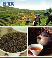 普洱茶的发源地是西双版纳还是普洱，揭秘：普洱茶的发源地究竟在西双版纳还是普洱？