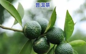 青柑普洱茶气温多少度，适宜冲泡的温度：揭秘青柑普洱茶更佳饮用温度