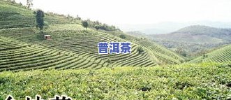 普洱茶茶苗种植教程：价格、种植方法与养护视频全攻略