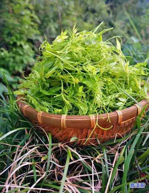 正宗张家界莓茶多少钱一斤，揭秘正宗张家界莓茶的价格，一斤要多少？