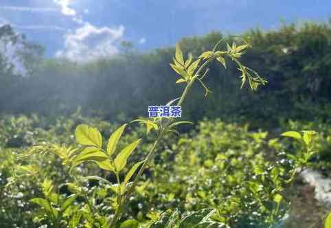 正宗张家界莓茶-正宗张家界莓茶多少钱一斤