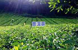 缅特产茶叶豆高清图片，大图一览无余