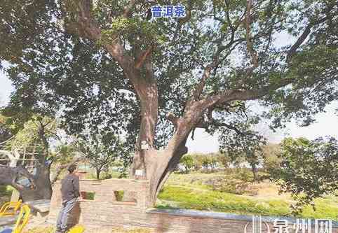 昆明古树：探寻城市历史与文化的关键符号——古树名木目录及飘香茶叶介绍