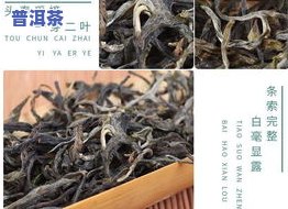 云南勐海普洱茶-云南勐海普洱茶怎么样